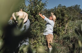 Un ritual ancestral con sabor amargo que conquista