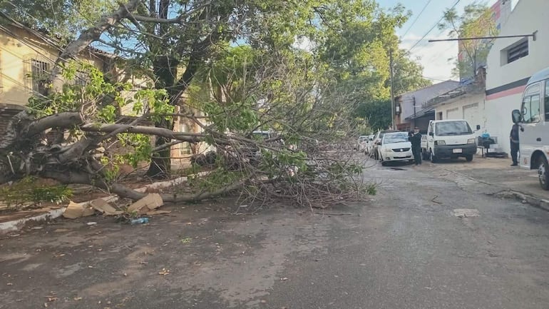 Árbol caído en una calle urbana de Asunción, con vehículos estacionados al borde.