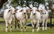 Vaquillas Brahman grupo Llano