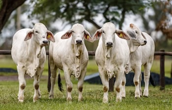 Vaquillas Brahman grupo Llano
