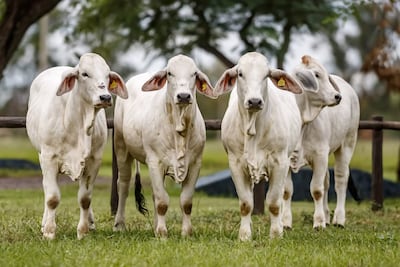 Vaquillas Brahman grupo Llano