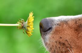 Olfato canino, imagen ilustrativa.