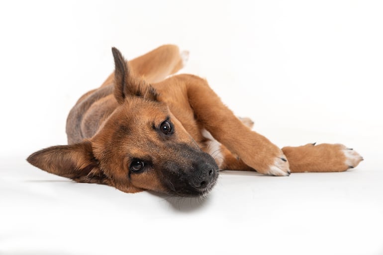 Si un perro deja de interesarse por la comida, se desorienta en paseos conocidos u olfatea sin encontrar nada, podría tener alterado su sentido más importante.