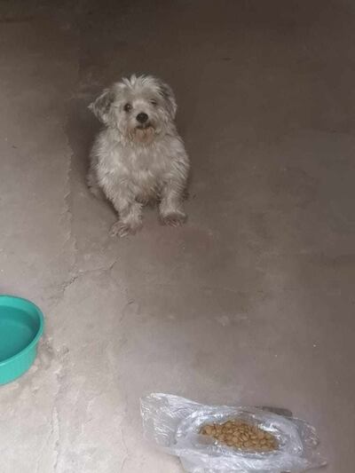 Perrito perdido busca a sus dueños.