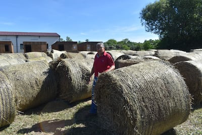 Pequeños ganaderos afectados por la crecida del río Paraná recibirán fardos de heno para alimentar a sus animales bovinos.