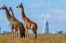 Parque Nacional Nairobi en Kenia.
