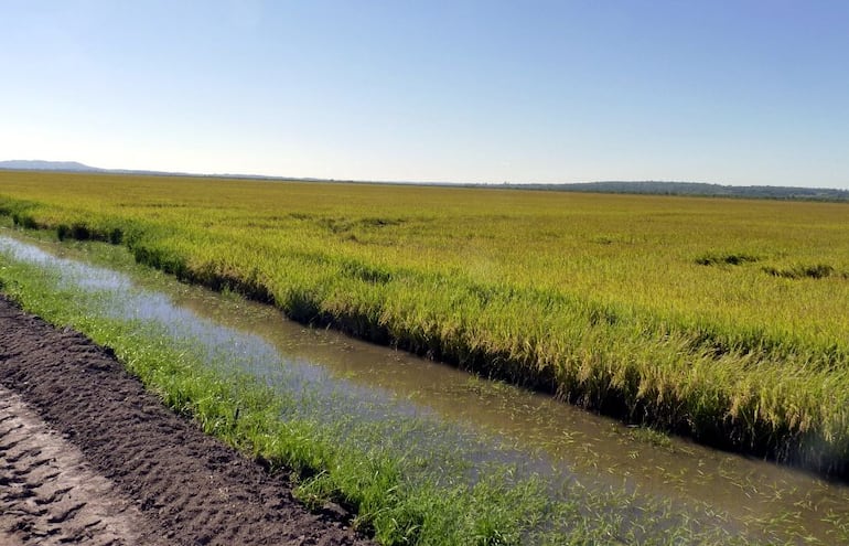 La siembra del sector está atravesando un ritmo lento.