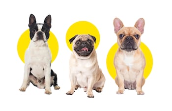 Perros Boston Terrier, Pug, y bulldog Francés.
