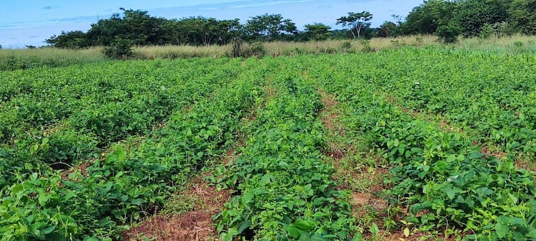 Campo extensivo con hileras de poroto verde, rodeado de vegetación y cielo parcialmente nublado.
