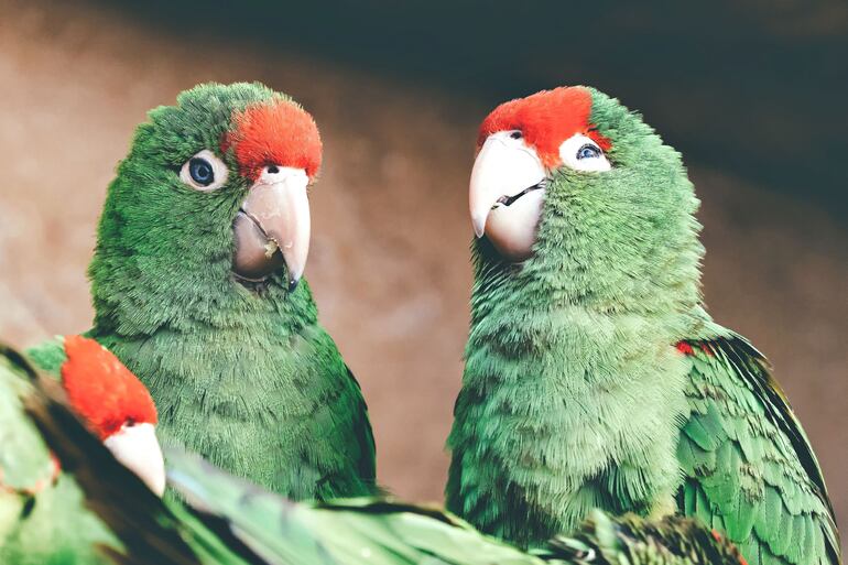 Loro, imagen ilustrativa.