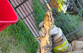 Imágenes de una cría de yacaré que fue rescatada en la ciudad de San Antonio.