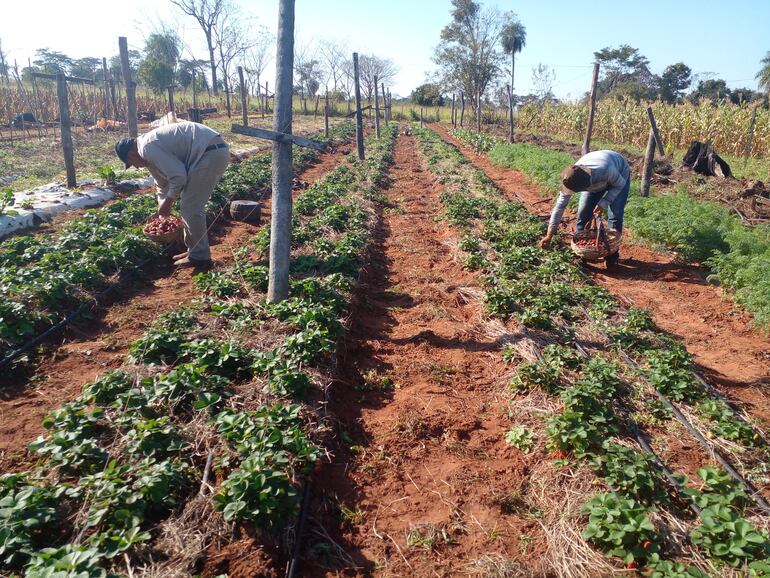 Actualmente están  en su periodo de cosecha unas 3.500 plantas de frutilla