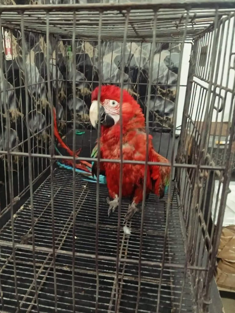 Guacamayo rojo en jaula metálica, con plumaje vibrante y fondo oscuro, sin personas visibles.