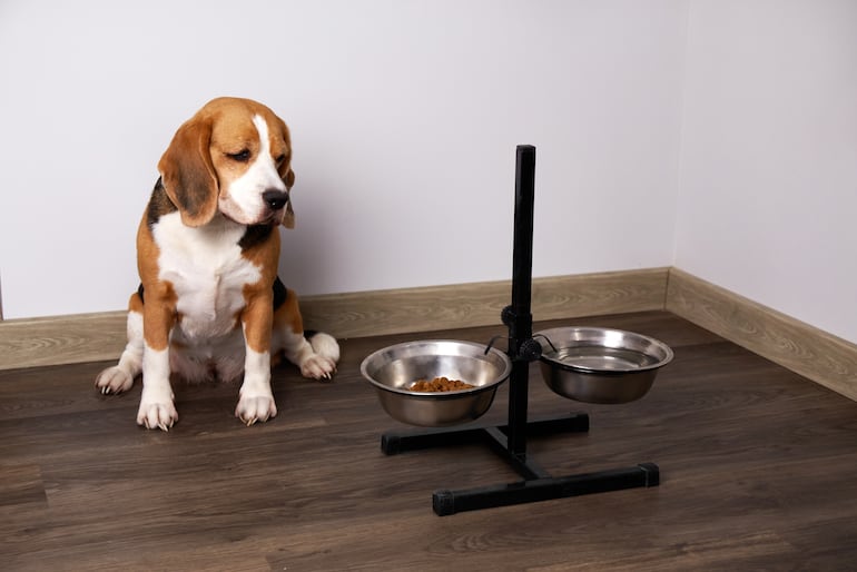 Perros y alimento seco o balanceado.