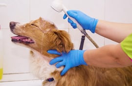 Un perro se refresca bajo la ducha.