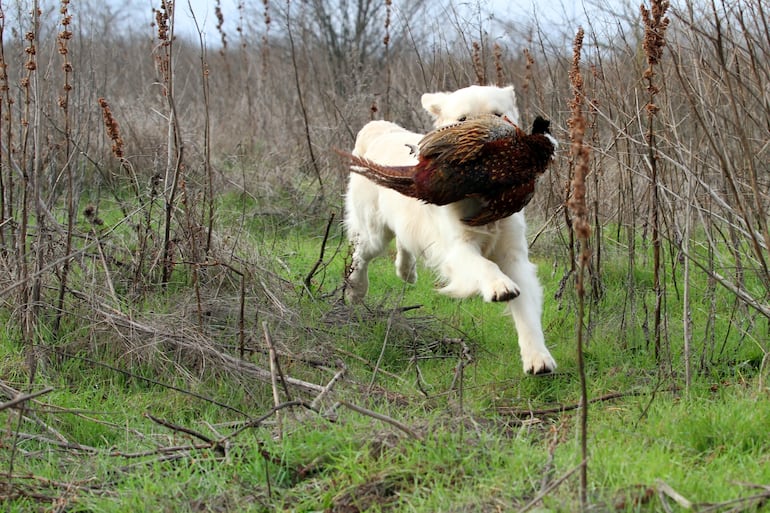Un perro golden retriever de caza en el campo.
