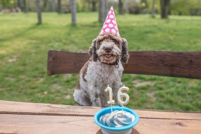 Perro senior.