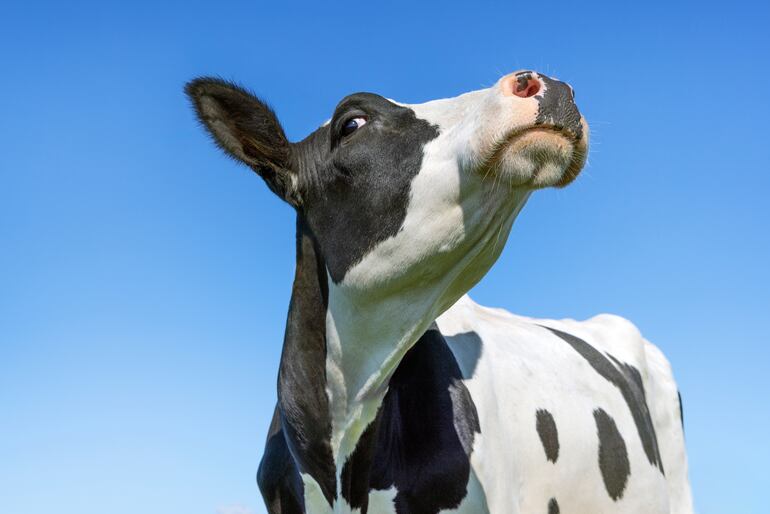 Vaca, imagen ilustrativa.