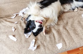 Concepto de border collie destructivo.