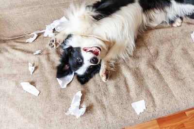 Concepto de border collie destructivo.