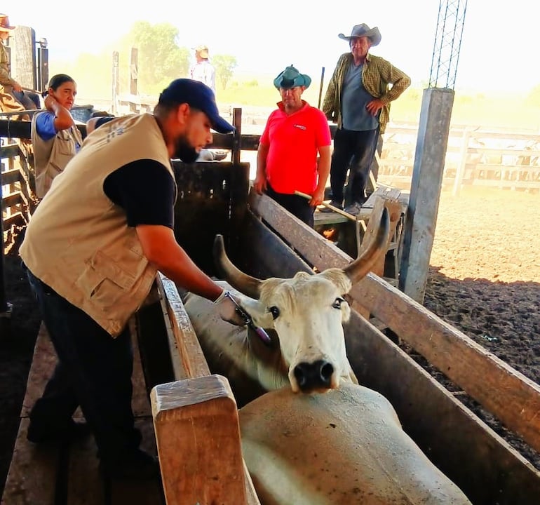 En la estancia Barrerito iniciaron la vacunación de 3.000 vacunos.