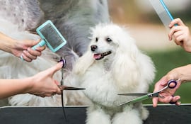 Perro en la peluquería.