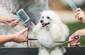 Perro en la peluquería.