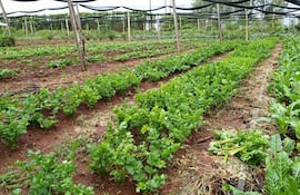 Cultivo agrícola con hileras de apio y acelga, terreno cuidado y estructura de sombra de madera.