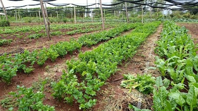 Cultivo agrícola con hileras de apio y acelga, terreno cuidado y estructura de sombra de madera.