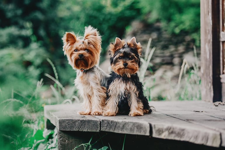 Yorkshire Terrier.