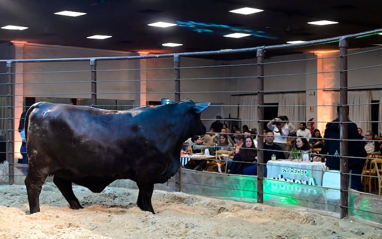 Toro negro en el centro de una cancha, observadores sentados, ambiente ferial con mesas y copas, luz artificial.