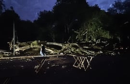 El temporal de este jueves hizo que varios árboles cayeran en Ciudad del Este.
