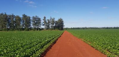 Cultivo de soja de la campaña 2022/ 2023