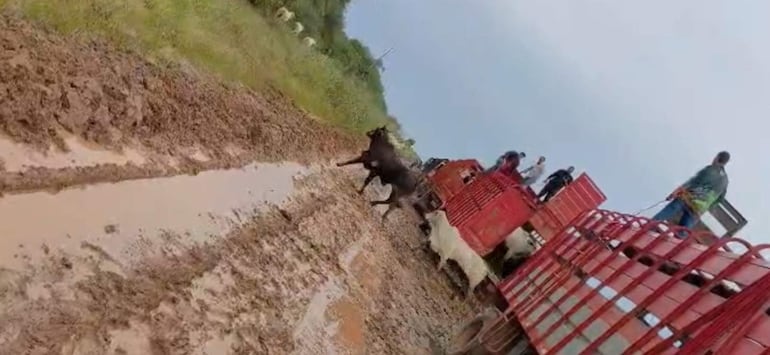 Los vacunos son liberados desde el interior de los camiones.