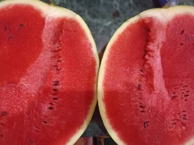 Importante producción de sandía en Itapúa.