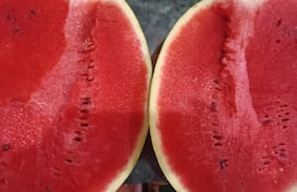 Importante producción de sandía en Itapúa.