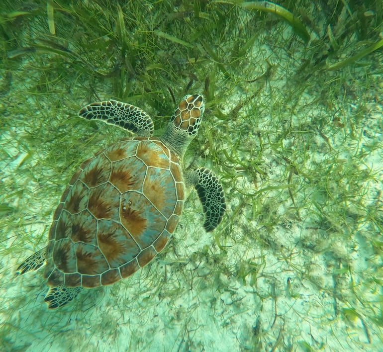 Tortuga marina en Akumal, México.
