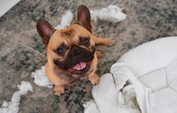 Los perros también pueden tener ansiedad. Reconocer los síntomas en su comportamiento es fundamental para ayudarlos.