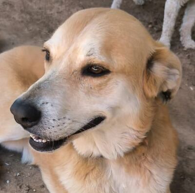 Tony, perro perdido.