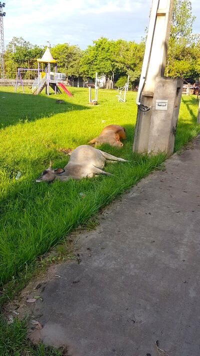 Dos animales vacunos mueren electrocutados.