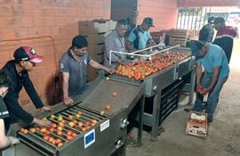 Tomateros registran buenas ventas de sus productos.