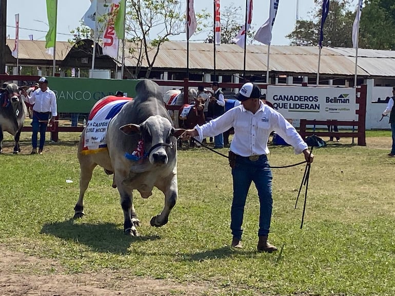 Hombre con camisa blanca y sombrero guía una vaca adornada con la bandera paraguaya en un evento exterior.
