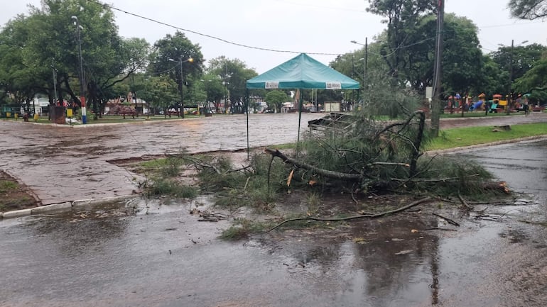 Ramas caídas sobre calle tras temporal en la capital de Misiones