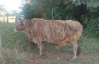 Hurtan dos bueyes; uno de ellos es recuperado y la pérdida supera los G. 10 millones