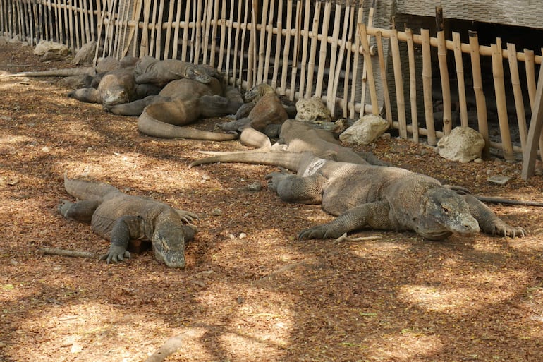 Varios dragones de komodo del Parque Nacional de Komodo fotografiados en la isla de Rinca (Indonesia).