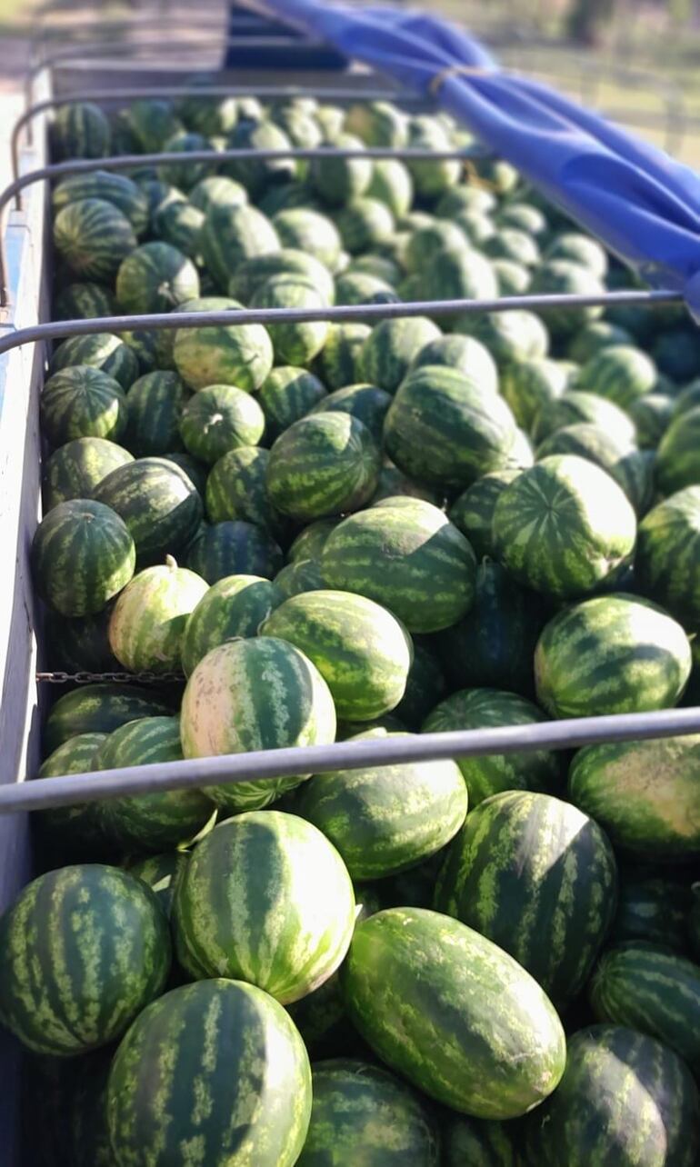 Estos frutos son símbolo del crecimiento y la dedicación de las familias productoras de Altos.