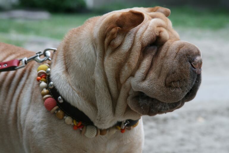 Perro de la raza Shar Pei.