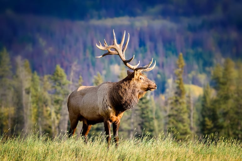 Elk Wapiti Cervus canadensis, Parque Nacional Jasper, Canadá.
