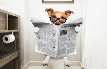 Perro con problemas de estreñimiento, imagen ilustrativa.