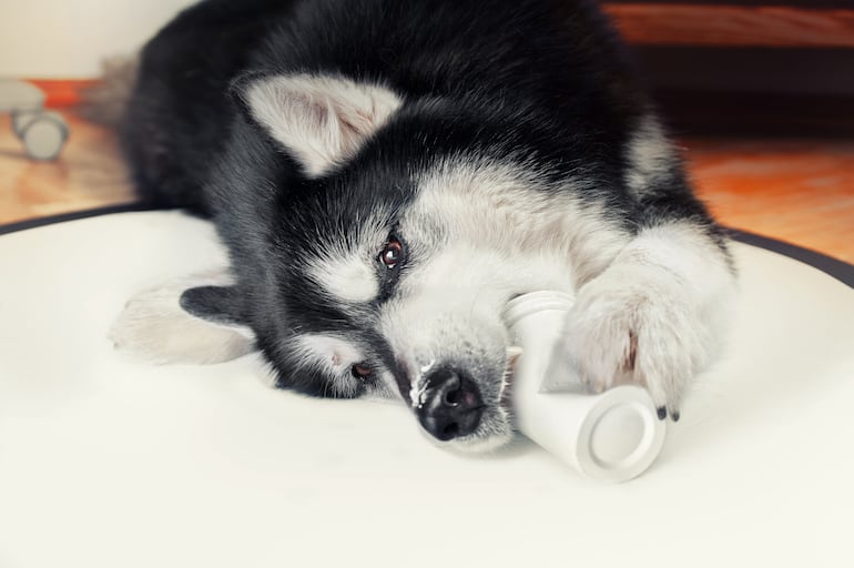 ¿El yogur es seguro para los perros?